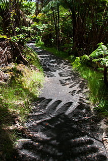 ruta, ombra, senderisme, Camí, falguera, Hawaii, volcans d'hawaii, cràter kilauea iki, illa gran, planta, terra, creixement, bosc, arbre, naturalesa, tranquil·litat, bellesa a la natura, cap gent, dia, escena tranquil·la, llum solar, color verd, escenics - natura, el camí a seguir, direcció, a l'aire lliure, sendera, descàrrega, aigua, aigua que flueix, que flueix, 4K, CC0, domini públic, lliure de regalies