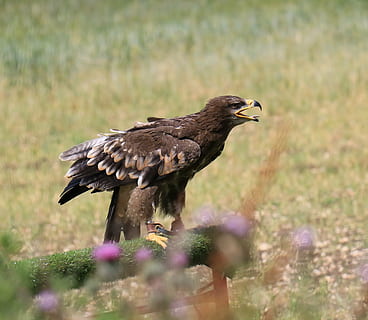 aquila delle steppe, aquila, steppa, natura, uccello, preda, cacciatore, selvaggio, raptor, predatore, falconeria, falco, carnivoro, animale, fauna selvatica, animali allo stato selvatico, vertebrato, un animale, temi animali, uccello rapace, pianta, messa a fuoco selettiva, nessuno, giorno, terra, campo, appollaiati, vista laterale, all'aperto, pianta fiorita, erba, aquila - uccello, falco - uccello, vista profilo, 2K, CC0, dominio pubblico, privo di copyright