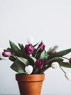 selektiv, Fokus, Weiß, lila, Blütenblätter, fokus fotografie, Rosa, Tulpenknospen, braun, Tontopf, vergossen, Frühling, Blume, Natur, Pflanze, Strauß, Dekoration, Blütenblatt, Nahansicht, Blütenkopf, pinke Farbe, blühen, grüne Farbe, Studioaufnahme, keine Leute, weißer Hintergrund, Frische, blühende Pflanze, Schönheit in der Natur, Verletzlichkeit, drinnen, Zerbrechlichkeit, kopieren sie platz, Vase, Blütenstand, Pflanzenteil, Blumenschmuck, Blumentopf, 4K, CC0, gemeinfrei, lizenzfrei