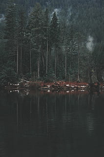 Skov, sø, dagtimerne, landskabsfotografering, legeme, vand, fotografering, landskab, træ, tåge, natur, humør, mørk, grøn, Foto, udendørs, vandring, trekking, udendørs eventyr, landskabsfotograf, eventyrer, eventyr, fotograf, afspejling, havnefronten, plante, ro, rolig scene, skønhed i naturen, ingen mennesker, scenics - natur, ikke-urbane scene, dag, jord, vækst, 5K, CC0, offentligt domæne, royaltyfrie