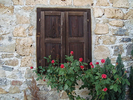 paret, finestra, roses, material de fusta, porta, arquitectura, vell, casa, funció de construcció de parets, passat de moda, entrada, tancat, exterior de l'edifici, estructura construïda, flor, planta amb flors, planta, cap gent, paret de pedra, dia, edifici, naturalesa, barri residencial, part de la planta, a l'aire lliure, maó, test de flor, 2K, CC0, domini públic, lliure de regalies