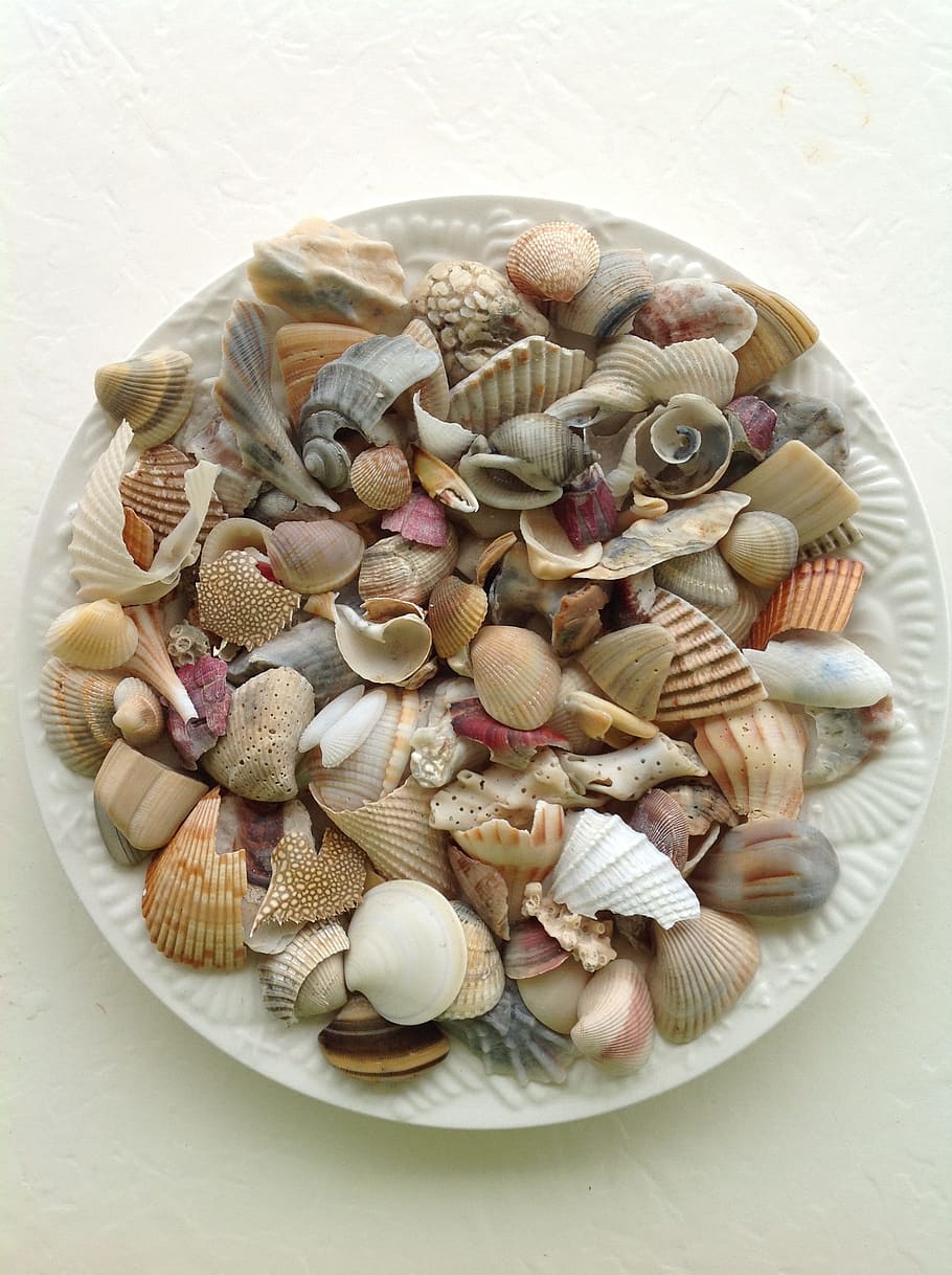 mar, petxina, petxina, platja, blanc, petxina de mar, mar, shell, platja, textura, closca d’animals, naturalesa, escopinyes, mol·lusc, cloïssa, marisc preparat, menjar i beguda, vista d’angle alt, gran grup d'objectes, a l'interior, alimentació saludable, cap gent, menjar, frescor, natura morta, taula, benestar, primer pla, placa, variació, aliments crus, llest per menjar, nou, vegetals, temptació, 2K
