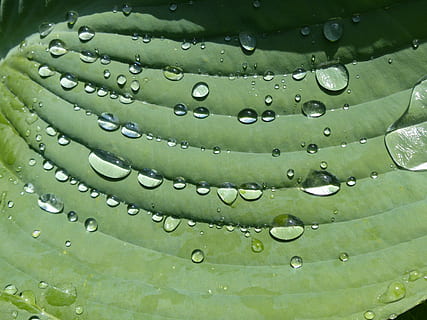 dešťová kapka, hosta, list, rostlina, zelená, pokles, voda, mokré, zelená barva, detail, nikdo, svěžest, Příroda, déšť, vzor, průhledný, bublina, celý rám, zaměřit se na popředí, den, venku, období dešťů, čistota, rosa, sycené, 4K, CC0, veřejná doména, bez autorských práv