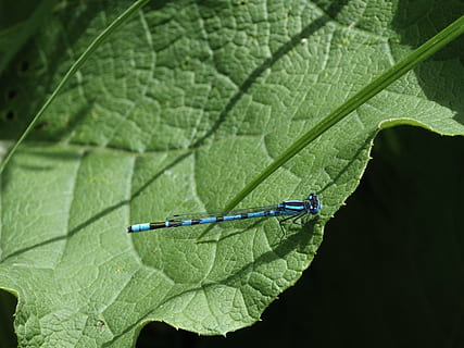 libélula, natureza, folha, inseto, fotografia da vida selvagem, parte da planta, cor verde, invertebrado, plantar, animal, animais selvagens, temas animais, fechar-se, animais em estado selvagem, um animal, dia, veia da folha, ninguém, crescimento, beleza na natureza, focar em primeiro plano, agua, ao ar livre, asa animal, 4K, CC0, domínio público, royalty free