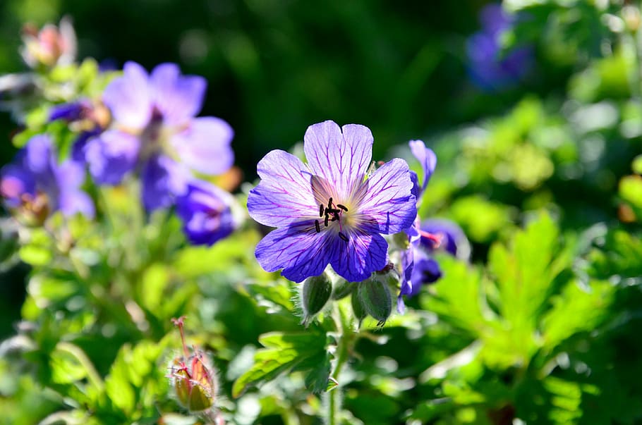 fiore, natura, luce, luce retromarcia, blu, pianta, scintillare, tacchino, crescita, viola, bellezza nella natura, petalo, fragilità, nessuno, colore verde, pianta fiorita, freschezza, vulnerabilità, avvicinamento, testa di fiore, infiorescenza, concentrarsi sulle conoscenze acquisite, messa a fuoco selettiva, giorno, all'aperto, primavera, polline, 4K