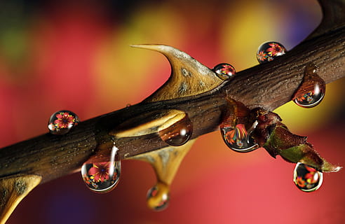 goutte d'eau, sélectif, photographie de mise au point, Rose, laissez tomber, brigade des stupéfiants, macro, bourgeon, gouttelette, branche, coups de détail, fleur, fermer, personne, à l'intérieur, thèmes animaux, animal, prise de vue en studio, se concentrer sur le premier plan, la faune des animaux, la nature, fond coloré, bois - matériau, un animal, plante, journée, reptile, arbre, représentation animale, métal, rouge, 5K, CC0, domaine public, libre de droits