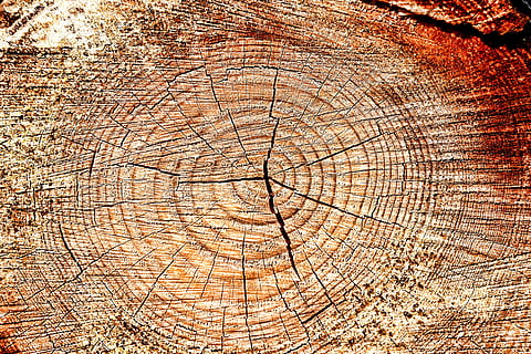 brun trunk, tre, struktur, tekstur, bakgrunn, korn, sprakk, styrene, sprekker, årlige ringer, Logg, mønster, skog, tre stubbe, strukturert, tre ring, bark, tre - materiale, full ramme, brun, ingen folk, tverrsnitt, anlegg, trestamme, nærbilde, natur, dag, naturlig mønster, utendørs, konsentriske, trekorn, 4K, CC0, offentlig domene, opphavsrett gratis