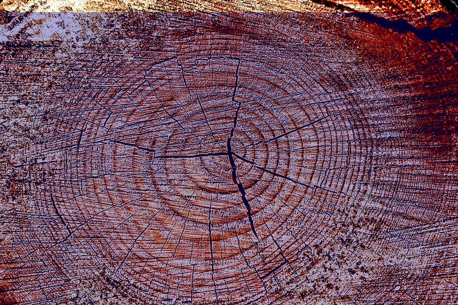 tronc d'arbre marró, fusta, estructura, textura, fons, arbre, gra, esquerdat, taules, esquerdes, anells anuals, registre, patró, bosc, monstre de l'arbre, anell d’arbre, escorça, material de fusta, marc complet, marró, cap gent, secció transversal, planta, tronc de l'arbre, primer pla, naturalesa, dia, patró natural, a l'aire lliure, concèntric, gra de fusta, 4K