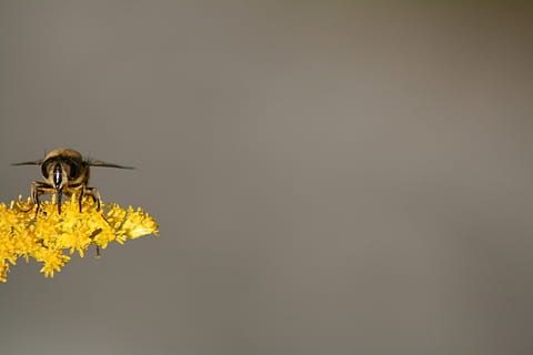 hover fly, natură, insectă, animale tematice, animal, un animal, spațiu copie, animale sălbatice, nevertebrat, animale în sălbăticie, studio shot, galben, floare, în interior, albină, a închide, nici o persoana, frumusețe în natură, planta cu flori, fragilitate, cap de floare, polenizare, 4K, CC0, domeniu public, fără drepturi de autor