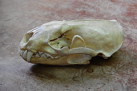 Schädel, Skelett, Knochen, Zähne, Anatomie, keine Leute, ein Tier, Nahansicht, Tierthemen, drinnen, Lebensmittel, Tierischen Schädel, Stillleben, Tierkörperteil, Körperteil, Tier, Tierknochen, einzelnes Objekt, Tierskelett, Essen und Trinken, Holz - Material, Fossil, Gesundheitswesen und Medizin, 4K, CC0, gemeinfrei, lizenzfrei