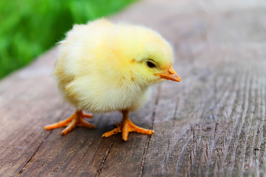 pollet groc, Pasqua, pollets, nadó, bonic, dolç, groc, ocells, aus de corral, ploma, factura, animals, ocell, ocell jove, pollastre - ocell, animal, temes d'animals, animal jove, bestiar, animals domèstics, pollastre infantil, nacional, mascotes, vertebrats, primer pla, un animal, cap gent, centrar-se en primer pla, mamífer, dia, enfocament selectiu, 4K