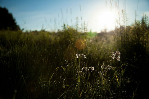 selektif, fotografi fokus, hijau, rumput, fokus selektif, fotografi, rumput hijau, alam, di luar rumah, musim panas, padang rumput, pemandangan, menanam, matahari terbenam, keindahan di alam, warna hijau, sinar matahari, pertumbuhan, bidang, langit, ketenangan, tanah, matahari, bunga, tidak ada orang, fokus pada latar depan, adegan yang tenang, kesegaran, kerapuhan, lingkungan Hidup, merapatkan, lensa suar, terang, 5K, CC0, domain publik, bebas royalti