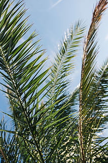 green palm tree, Green, summer, nature, sky, leaf, leaves, tree, outdoors, tropical, sago palm, palm, green Color, plant, close-up, branch, blue, palm Tree, no People, agriculture, day, frond, growth, beauty in nature, tranquility, focus on foreground, grass, low angle view, sunlight, clear sky, freshness, tropical climate, pine tree, coniferous tree, palm leaf, 5K