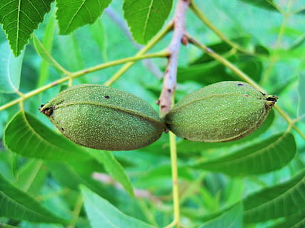 træ, nød, pecan, frugt, mad, moden, sund og rask, frisk, kost, vegetarisk, lækker, ernæring, sundhed, ingrediens, velsmagende, rå, nærende, vand, naturlig, botanisk, organisk, botanik, urt, landbrug, udendørs, miljø, havebrug, vegetation, løv, grøn farve, blad, plante del, mad og drikke, vækst, plante, sund kost, tæt på, ingen mennesker, natur, friskhed, velvære, fokus på forgrunden, dag, skønhed i naturen, 1080P, CC0, offentligt domæne, royaltyfrie