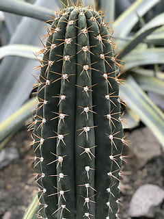 tancar, fotografia, cactus, verd, fotografia de primers plans de cactus, Espiga, agut, naturalesa, planta suculenta, espina, espigada, centrar-se en primer pla, dia, primer pla, cap gent, patró natural, planta, creixement, a l'aire lliure, bellesa a la natura, color verd, signe, patró, planta en test, senyal d'advertència, picant, roda, 4K, CC0, domini públic, lliure de regalies