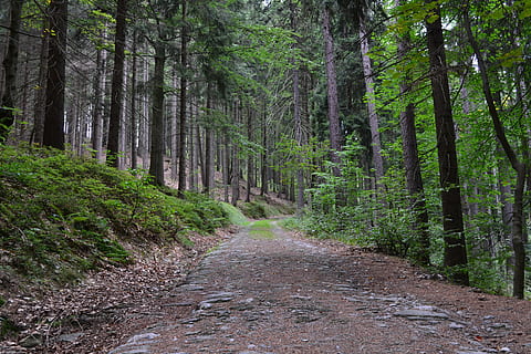brown, road, across, trees, daytime, forest, path, stony, stones, nature, forest road, tree, plant, land, direction, the way forward, growth, tranquility, woodland, beauty in nature, no people, green color, footpath, tree trunk, trunk, tranquil scene, non-urban scene, scenics - nature, day, diminishing perspective, outdoors, trail, bamboo - plant, 4K, CC0, public domain, royalty free
