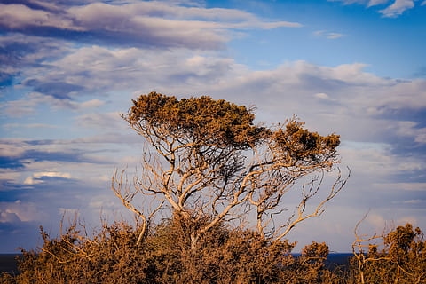 træ, himmel, skyer, landskab, natur, eftermiddag, cavo greko, cypern, sky - himmel, plante, ro, skønhed i naturen, rolig scene, scenics - natur, ingen mennesker, vækst, ikke-urbane scene, dag, efterår, udendørs, jord, lav vinkel visning, afdeling, Mark, idyllisk, 5K, CC0, offentligt domæne, royaltyfrie