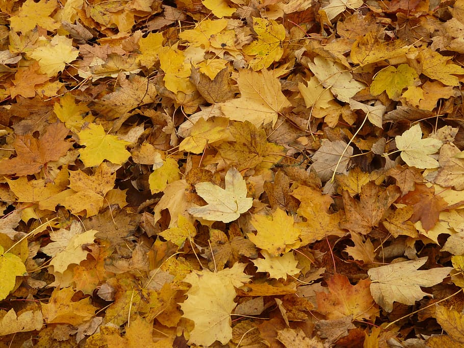 fulles, fullatge de tardor, maple, fulles d'auró, tardor, groc, part de la planta, full, canvi, marc complet, fons, naturalesa, abundància, vista d’angle alt, dia, primer pla, cap gent, sec, fragilitat, fulla d'auró, vulnerabilitat, bellesa a la natura, patró natural, a l'aire lliure, condició natural, col·lecció de tardor, 2K