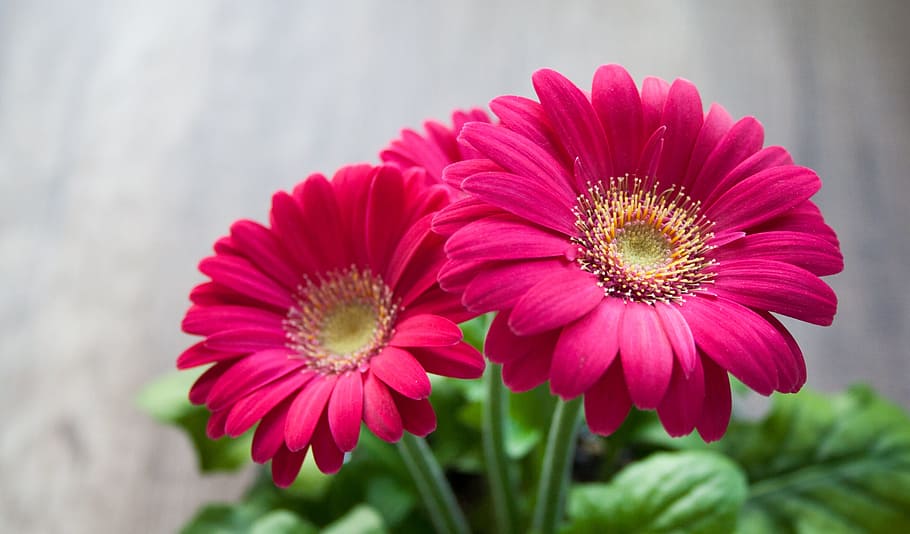 primer pla, fotografia, vermell, margarides de gerbera, flor, primavera, estiu, gerbera, bonic, rosa, magenta, dia de Sant Valentí, naturalesa, planta, fulles, verd, florir, exòtic, tancar, dona, bellesa, femella, planta amb flors, frescor, bellesa a la natura, pètal, cap de flor, fragilitat, vulnerabilitat, inflorescència, color rosa, centrar-se en primer pla, creixement, pol·len, cap gent, a l'aire lliure, dia, porpra, 2K