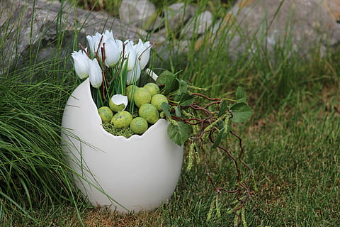 Ostern, Eierschalen, Vogeleier, Schale, Frühling, Frohe Ostern, Natur, Frische, Pflanze, Wachstum, Gras, grüne Farbe, Blume, Feld, blühende Pflanze, keine Leute, Tag, Schönheit in der Natur, Land, Nahansicht, weiße Farbe, Verletzlichkeit, Fokus auf den Vordergrund, Zerbrechlichkeit, draußen, Botanik, 5K, CC0, gemeinfrei, lizenzfrei