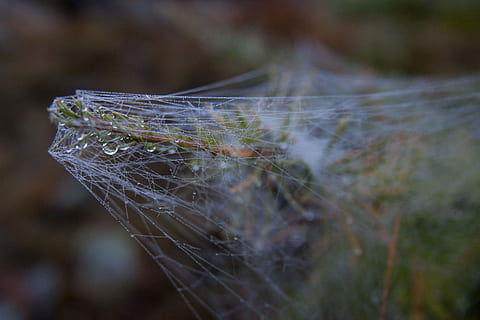 spinneweb, spin, netwerk, netwerken, spinneweb, spin, Power Point, één dier, dierlijke thema's, dag, natuur, detailopname, focus op de voorgrond, breekbaarheid, kwetsbaarheid, selectieve aandacht, geen mensen, spinnenweb, fabriek, buitenshuis, water, dier, milieu, nat, gevangen, land-, schoonheid in de natuur, Bos, lichtgewicht, ingewikkeldheid, zachtheid, 4K, CC0, publiek domein, royaltyvrij