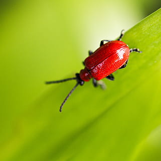 foto di colpo macro, rosso, insetto, verde, foglia, avvicinamento, foto, blister beetle appollaiato, scarafaggio, antenna, brillante, fiore, beatle, conchiglia, antenne, natura, strisciare, invertebrato, parte vegetale, animale, temi animali, fauna selvatica, colore verde, nessuno, animali allo stato selvatico, un animale, pianta, messa a fuoco selettiva, concentrarsi sulle conoscenze acquisite, macro, all'aperto, piccolo, 2K, CC0, dominio pubblico, privo di copyright
