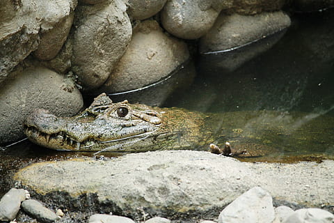 Tier, Reptil, Kaiman, Eidechse, Krokodil, Wassertier, Natur, Tiere, Fauna, wild, Reptilien, Spezies, Tierthemen, Tiere in freier Wildbahn, Tierwelt, Wirbeltier, solide, Rock, Gruppe von Tieren, Rock - Objekt, keine Leute, Tag, Amphibie, Nahansicht, zwei tiere, Wasser, High Angle View, Marine, 4K, CC0, gemeinfrei, lizenzfrei