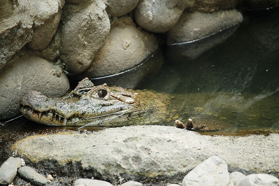 animal, rèptil, Cayman, llangardaix, cocodril, aigua d’animals, naturalesa, animals, fauna, salvatge, rèptils, espècies, temes d'animals, animals a la natura, fauna animal, vertebrats, sòlid, rock, grup d’animals, rock - object, cap gent, dia, amfibi, primer pla, dos animals, aigua, vista d’angle alt, marí, 4K