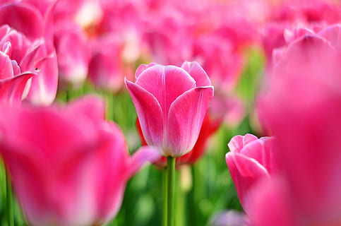 tulipes, vermell, macro, colors vius, naturalesa, primer pla, gall dindi, primavera, planta, detall, flor, bonic, imatge de flor, flors, flors de primavera, camp verd, planta de fullatge, verd, flor bonica, bellesa, rosa, les fulles són, colors, botànic, planta amb flors, color rosa, frescor, bellesa a la natura, vulnerabilitat, fragilitat, pètal, creixement, cap de flor, inflorescència, enfocament selectiu, cap gent, tulipa, dia, a l'aire lliure, suavitat, jardineria, llit de flors, 4K, CC0, domini públic, lliure de regalies