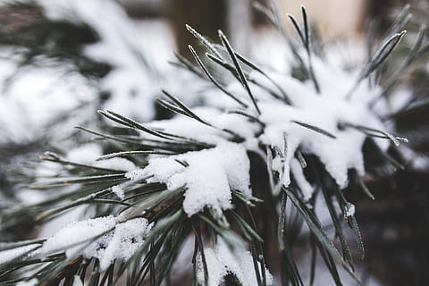 verd, fulles, planta, cobert, neu, pi, arbre, de fulla perenne, blanc, fresc, hivern, primer pla, detall, macro, naturalesa, branca, branques, fred, Nadal, temperatura de fred, congelat, Color blanc, bellesa a la natura, floc de neu, cap gent, enfocament selectiu, gel, arbre de coníferes, centrar-se en primer pla, gelades, pinàcies, a l'aire lliure, nevar, agulla - part de la planta, avet, suavitat, 5K, CC0, domini públic, lliure de regalies