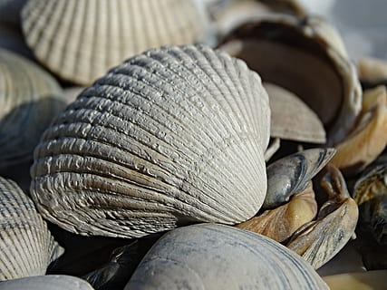 koukol, mušle, shell, Limetka, mořských živočichů, moře, Příroda, mořská zvířata, jezero, zavřít, makro, bydlení, struktura, připlavené věci, sbírat, suvenýr, námořní přeprava, Severní moře, Nizozemí, zásobník, nikdo, trh, detail, den, venku, jídlo a pití, stálý život, selektivní zaměření, velká skupina objektů, jídlo, Zdravé stravování, svěžest, blahobyt, hojnost, skupina objektů, celý rám, pozadí, texturou, maloobchodní, 5K, CC0, veřejná doména, bez autorských práv
