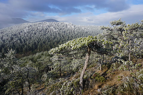 vinterlige, atmosfære, vinter træer, vinter, moden, humør, rimfrost, træer, natur, landskab, sort fyr, bjerge, solenergi, scenics, bjerg, træ, udendørs, panoramisk, himmel, ingen mennesker, sky - himmel, dag, skønhed i naturen, plante, vækst, ro, scenics - natur, rolig scene, ikke-urbane scene, miljø, jord, lav vinkel visning, fjern, nåletræ, fyrretræ, 4K, CC0, offentligt domæne, royaltyfrie