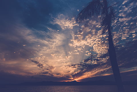 silhouette-photo, palm tree, view, mountain range, across, body, water, sky, dawn, cloud, sunset, cloudy, twilight, evening, nature, night, inspiration, ocean, landscape, storm, cloud - sky, beauty in nature, scenics - nature, tranquil scene, tranquility, sea, no people, outdoors, silhouette, idyllic, horizon, tree, horizon over water, non-urban scene, sunlight, 5K, CC0, public domain, royalty free