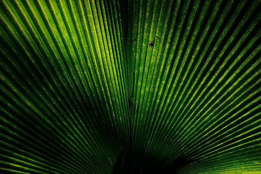 verd, fulla de pal de ventall, túnel, llums, full, fullatge, fons, arbre, palmell, Palmera, color verd, planta, creixement, clima tropical, bellesa a la natura, part de la planta, fulla de palma, primer pla, naturalesa, patró natural, marc complet, patró, cap gent, frescor, fronda, a l'aire lliure, fulles, 2K