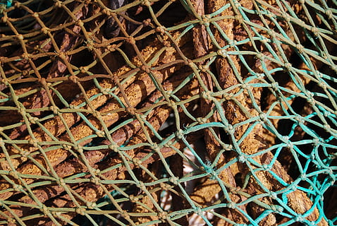 Seil, Netz, Textur, Muster, nautisch, Marine, Vollbild, Hintergründe, keine Leute, Wachstum, Pflanze, Tag, Natur, Nahansicht, Pflanzenteil, Blatt, Metall, braun, draußen, trocken, Schönheit in der Natur, Kaktus, grüne Farbe, High Angle View, Sukkulente, Komplexität, 4K, CC0, gemeinfrei, lizenzfrei