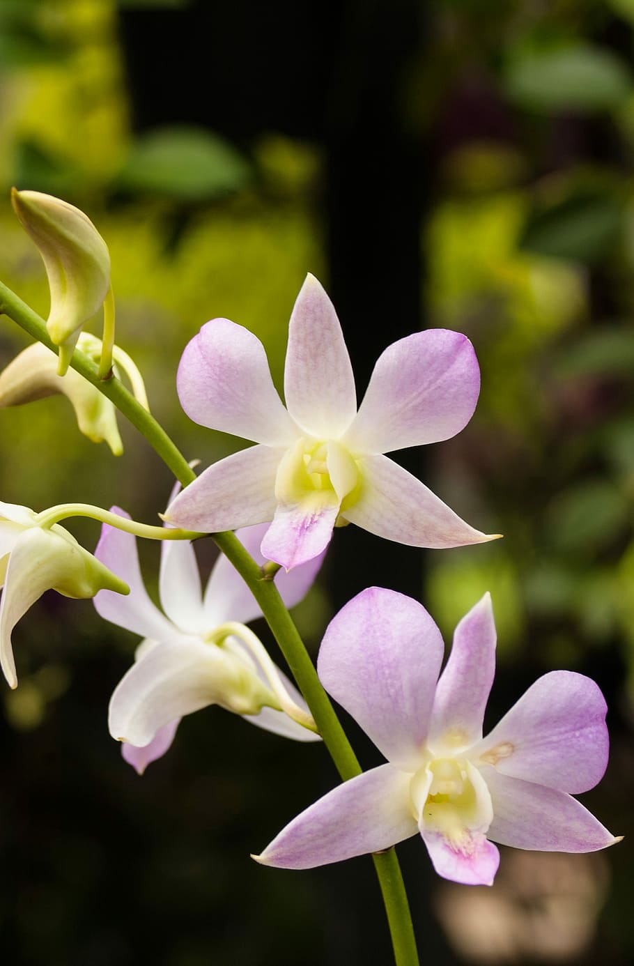 lenire, terme, fiore, viola, natura, Salute, biologico, pianta, botanico, petalo, all'aperto, bellezza nella natura, pianta fiorita, vulnerabilità, fragilità, crescita, avvicinamento, freschezza, infiorescenza, nessuno, testa di fiore, concentrarsi sulle conoscenze acquisite, giorno, orchidea, fiorire, 2K