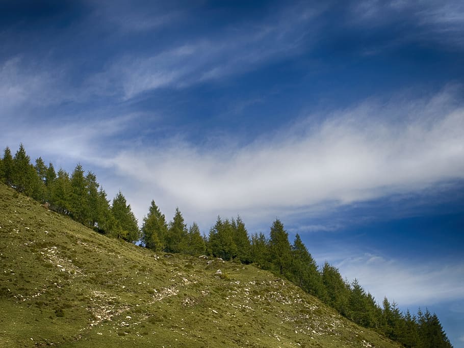 grøn, fyrretræer, klar, blå, himmel, blå himmel, skyer, dagslys, Skov, græs, vandretur, vandring, bakke, idyllisk, landskab, bjerg, bjergvandring, udendørs, naturskøn, sommer, rejse, træer, træ, sky - himmel, scenics - natur, skønhed i naturen, plante, rolig scene, ro, miljø, natur, ikke-urbane scene, jord, ingen mennesker, dag, fjern, grøn farve, nåletræ, fyrreskov, 2K