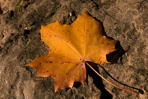 full, tardor, fulla d'auró, transitori, pedra, sol, sol de tardor, descolorit, groc, sec, fullatge de tardor, tardor daurat, fulles, part de la planta, naturalesa, cap gent, canvi, primer pla, dia, vena de la fulla, a l'aire lliure, vista d’angle alt, directament a sobre, planta, fragilitat, caient, vulnerabilitat, condició natural, 5K, CC0, domini públic, lliure de regalies