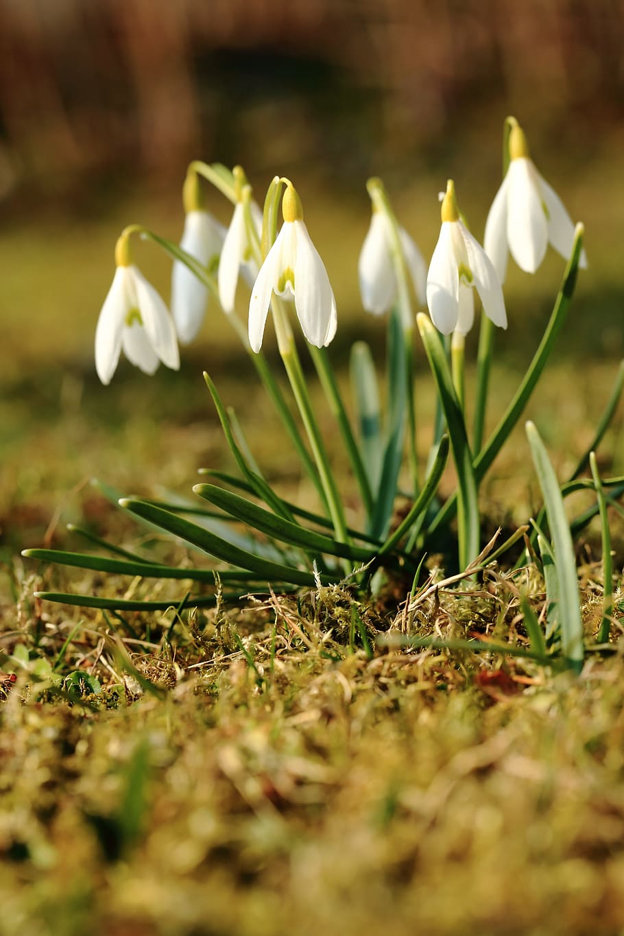 snowdrop, primavera, flor, snowdrops, flors, blanc, planta, creixement, planta amb flors, fragilitat, vulnerabilitat, pètal, bellesa a la natura, enfocament selectiu, terra, camp, primer pla, frescor, naturalesa, Color blanc, dia, cap gent, inflorescència, cap de flor, a l'aire lliure, iris, nivell superficial, safrà, 5K