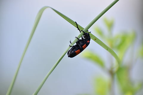 Chyba, brouk, cleroidea, hmyz, mylabris pustulata, zvířat, zvíře, bezobratlý, jednoho zvířete, detail, zvířata ve volné přírodě, Příroda, rostlina, zaměřit se na popředí, nikdo, zelená barva, den, stonek rostliny, venku, selektivní zaměření, část těla zvířete, tráva, stéblo trávy, 5K, CC0, veřejná doména, bez autorských práv