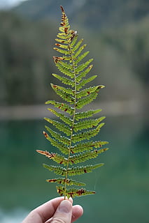 person, holding, brown, leaf, pine, tree, hand, fern, green, plant, nature, blur, human hand, human body part, green color, focus on foreground, outdoors, day, close-up, one person, real people, unrecognizable person, human finger, body part, finger, lifestyles, personal perspective, human limb, 4K