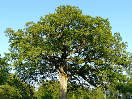 albero a foglie verdi, albero, quercia, enorme, grande, potente, quercus, natura, paesaggio, cielo, colorato, colore, monumento naturale, foresta, foglia, all'aperto, colore verde, pianta, ramo, estate, bosco, tronco d'albero, nessuno, giorno, Inquadratura dal basso, crescita, bellezza nella natura, la tranquillità, tronco, cielo sereno, luce del sole, alto - alto, scenics - natura, verde, alto, baldacchino di albero, 2K, CC0, dominio pubblico, privo di copyright