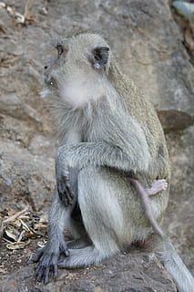 thai, ape, tempel, primat, thailand, ape, tinning, natur, Asia, dyr, vill, hårete, skapning, pels, liten, holding, macaque, sitter, søt, dyr i naturen, dyreliv, ett dyr, dyre temaer, utendørs, pattedyr, virveldyr, ser, dag, mennesker, ser bort, full lengde, avslapning, fokusere på forgrunnen, dyrfamilie, bavian, 4K, CC0, offentlig domene, opphavsrett gratis