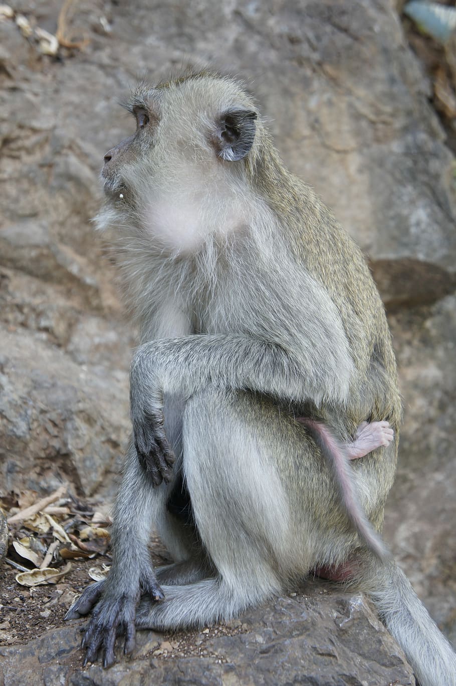 thai, abe, tempel, primat, Thailand, abe, tempel, natur, Asien, dyr, vild, behåret, væsen, pels, lille, bedrift, makak, sidder, nuttet, dyr i naturen, dyreliv, et dyr, dyre temaer, udendørs, pattedyr, hvirveldyr, leder, dag, mennesker, kigger væk, fuld længde, lempelse, fokus på forgrunden, dyre familie, bavian, 4K
