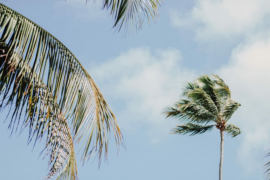 arbre de coco, verd, arbres de coco, blau, cel, durant el dia, arbre, Palmera, Ventós, branca, clima tropical, núvol - cel, fulla de palma, naturalesa, planta, vista d’angle baix, creixement, dia, full, cap gent, a l'aire lliure, palmera datilera, bellesa a la natura, llum solar, arbre tropical, fronda, tranquil·litat, palmera de coco, 5K