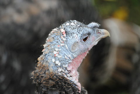 uccello, tacchino, capo, fauna selvatica, un animale, animali allo stato selvatico, testa di animale, animale, vertebrato, concentrarsi sulle conoscenze acquisite, avvicinamento, giorno, natura, nessuno, parte del corpo animale, uccello rapace, becco, all'aperto, ritratto, analizzare, cercare, guardare, occhio animale, 4K, CC0, dominio pubblico, privo di copyright