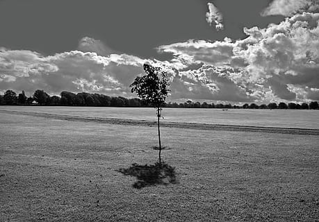Park, Gras, Platz, Baum, Bäume, Himmel, schwarz, Weiß, Hintergrund, Sitzung, Gehen, Entspannung, Lichteffekt, Garten, Picknick, wolke - himmel, Pflanze, Natur, Feld, keine Leute, ruhige Szene, Ruhe, Tag, Schönheit in der Natur, Umgebung, Landschaft, Land, Wachstum, draußen, Sonnenlicht, leeren, einzelner Baum, 1080P, CC0, gemeinfrei, lizenzfrei