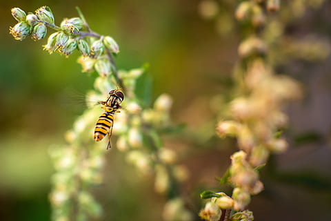 böcek, hoverfly, doğa, makro, eklem bacaklı, kapatmak, hayvan temaları, hayvan, hayvan yaban hayatı, vahşi hayvanlar, omurgasız, bir hayvan, doğada güzellik, bitki, çiçek, çiçekli bitki, bal arısı, ön plana odaklanmak, insansız, tazelik, kırılganlık, seçici odak, çizgili, açık havada, tozlaşma, çiçek kafa, 4K, CC0, kamu malı, telif ücretsiz