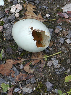 Eggs, Broken, Shell, Loss, Nature, Life, high angle view, egg, eggshell, directly above, cracked, no people, day, damaged, animal egg, land, abandoned, white color, outdoors, solid, food, obsolete, beginnings, run-down, deterioration, 1080P, CC0, public domain, royalty free