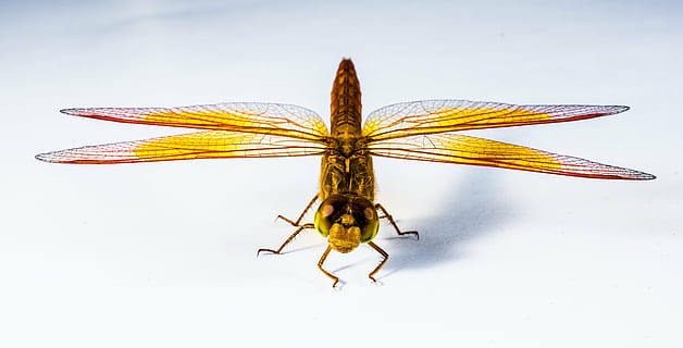 giallo, Marrone, libellula, insetto, vicino, natura, animale, avvicinamento, ala animale, macro, isolato, invertebrato, temi animali, girato in studio, un animale, fauna selvatica, parte del corpo animale, in casa, animali allo stato selvatico, sfondo bianco, cibo, nessuno, antenna animale, 4K, CC0, dominio pubblico, privo di copyright